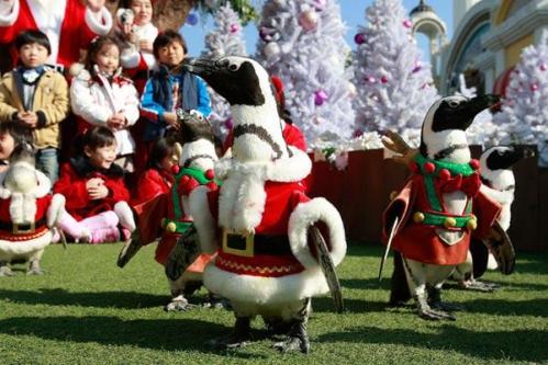 CCTV9英语新闻：韩国企鹅着圣诞装迎接圣诞节