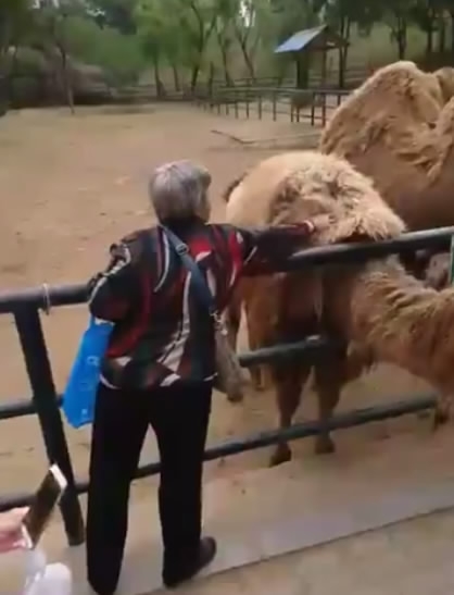 大连大妈动物园内薅骆驼毛
