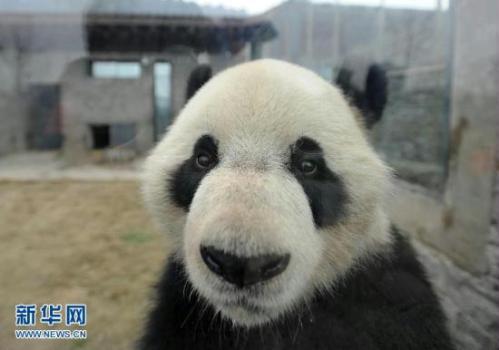 两只四岁大熊猫前往比利时 数百人送行