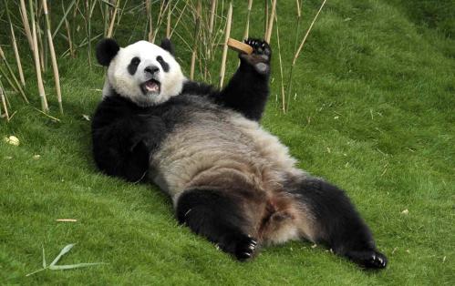 大熊猫星徽、好好比利时公开亮相