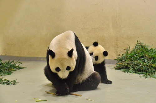 大熊猫圆仔与妈妈圆圆食物大战