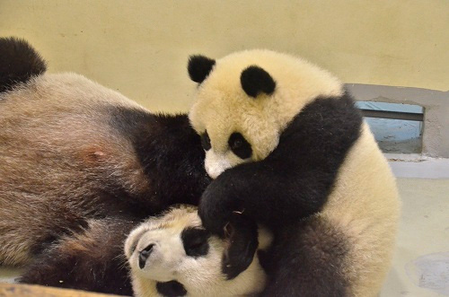 大熊猫圆仔与妈妈圆圆食物大战