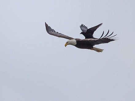 这个顺风车有意思：史上最大胆乌鸦骑雕飞行