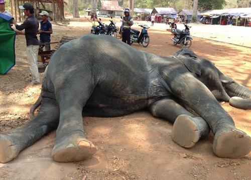 大象40度高温载客被热死 游客网友抗议引关注
