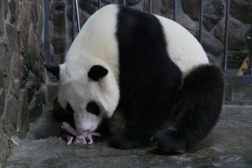 悲报！熊猫宝宝出生四天即猝死