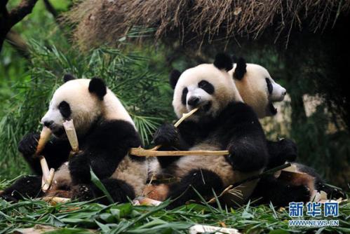 广州三胞胎熊猫幼崽庆祝冬天的到来