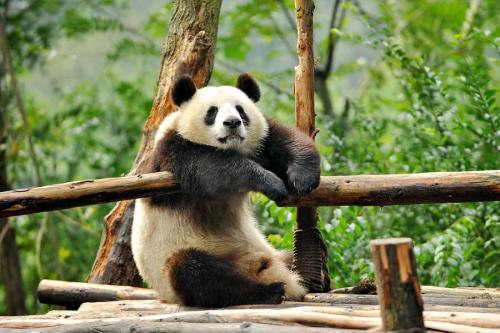 旅日大熊猫“香香”将回国 日本民众排长队与其告别
