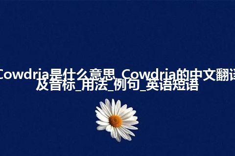 Cowdria是什么意思_Cowdria的中文翻译及音标_用法_例句_英语短语