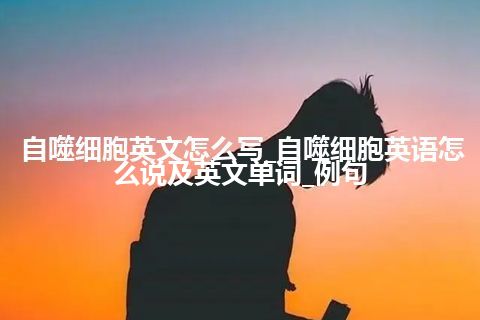 自噬细胞英文怎么写_自噬细胞英语怎么说及英文单词_例句