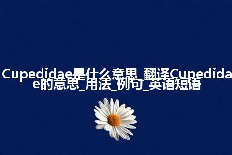 Cupedidae是什么意思_翻译Cupedidae的意思_用法_例句_英语短语