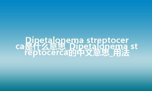 Dipetalonema streptocerca是什么意思_Dipetalonema streptocerca的中文意思_用法