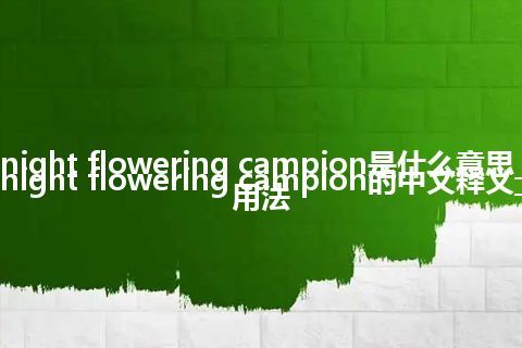 night flowering campion是什么意思_night flowering campion的中文释义_用法