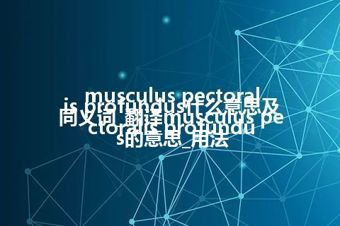 musculus pectoralis profundus什么意思及同义词_翻译musculus pectoralis profundus的意思_用法