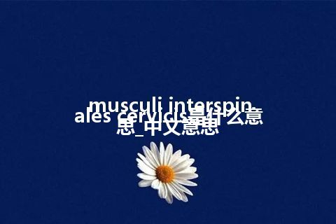 musculi interspinales cervicis是什么意思_中文意思