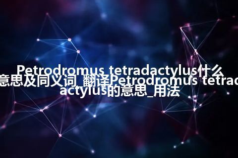 Petrodromus tetradactylus什么意思及同义词_翻译Petrodromus tetradactylus的意思_用法