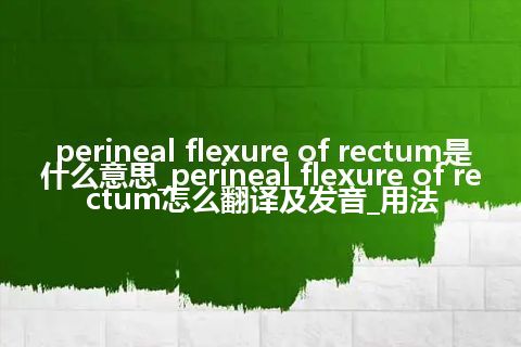 perineal flexure of rectum是什么意思_perineal flexure of rectum怎么翻译及发音_用法