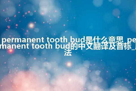 permanent tooth bud是什么意思_permanent tooth bud的中文翻译及音标_用法