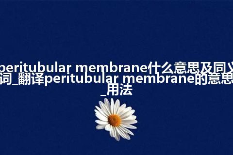 peritubular membrane什么意思及同义词_翻译peritubular membrane的意思_用法