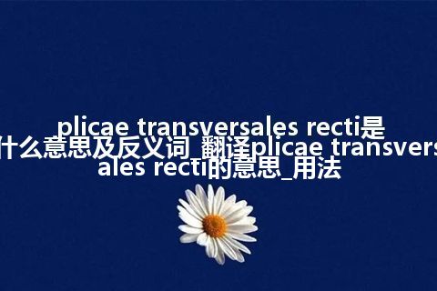 plicae transversales recti是什么意思及反义词_翻译plicae transversales recti的意思_用法