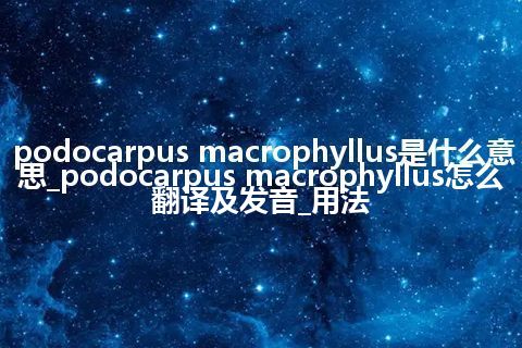 podocarpus macrophyllus是什么意思_podocarpus macrophyllus怎么翻译及发音_用法