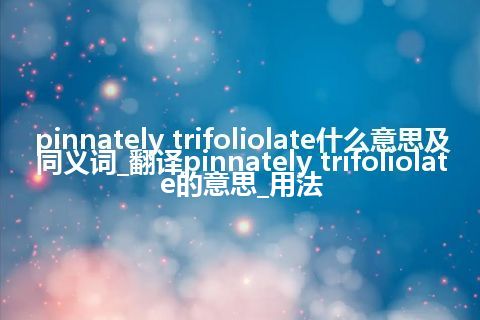 pinnately trifoliolate什么意思及同义词_翻译pinnately trifoliolate的意思_用法