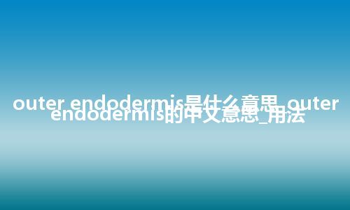 outer endodermis是什么意思_outer endodermis的中文意思_用法