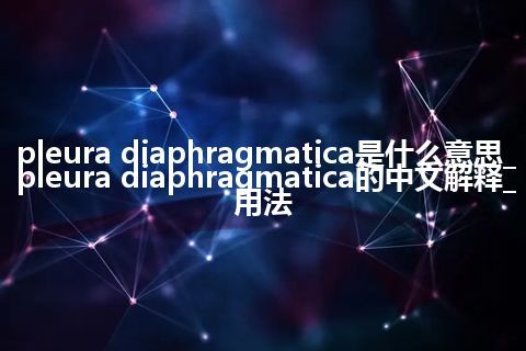 pleura diaphragmatica是什么意思_pleura diaphragmatica的中文解释_用法