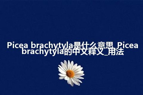 Picea brachytyla是什么意思_Picea brachytyla的中文释义_用法