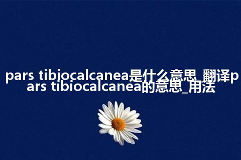 pars tibiocalcanea是什么意思_翻译pars tibiocalcanea的意思_用法