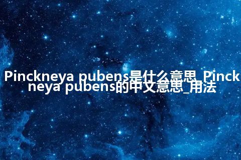 Pinckneya pubens是什么意思_Pinckneya pubens的中文意思_用法