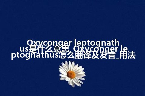 Oxyconger leptognathus是什么意思_Oxyconger leptognathus怎么翻译及发音_用法
