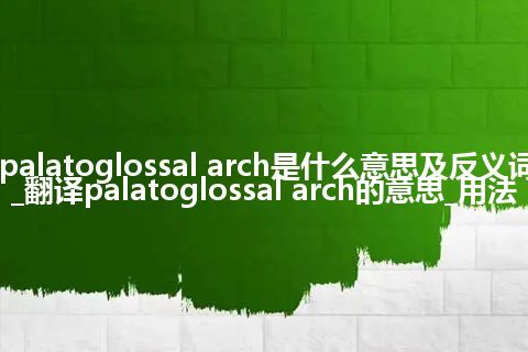 palatoglossal arch是什么意思及反义词_翻译palatoglossal arch的意思_用法