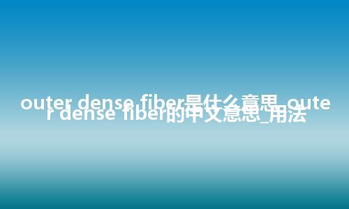 outer dense fiber是什么意思_outer dense fiber的中文意思_用法