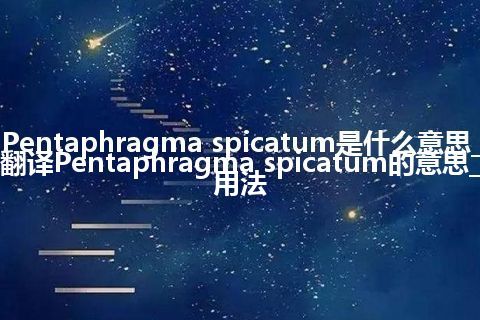Pentaphragma spicatum是什么意思_翻译Pentaphragma spicatum的意思_用法