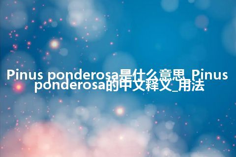 Pinus ponderosa是什么意思_Pinus ponderosa的中文释义_用法