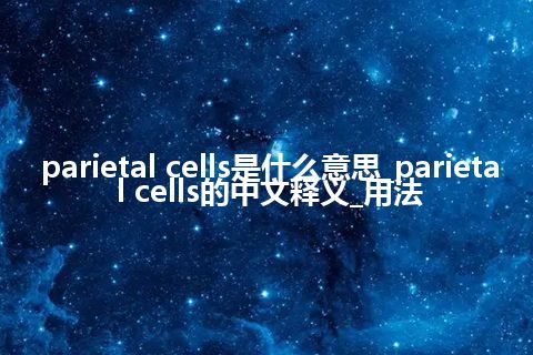parietal cells是什么意思_parietal cells的中文释义_用法