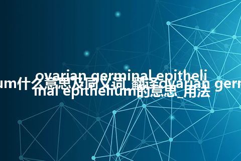 ovarian germinal epithelium什么意思及同义词_翻译ovarian germinal epithelium的意思_用法