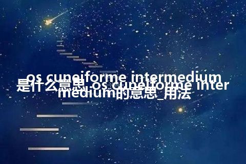 os cuneiforme intermedium是什么意思_os cuneiforme intermedium的意思_用法