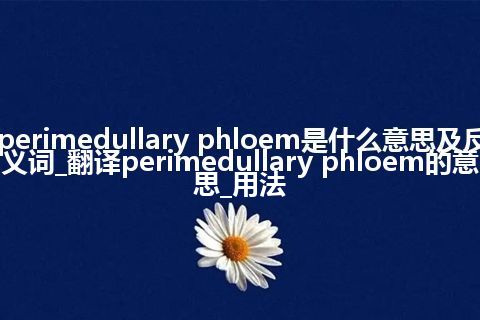 perimedullary phloem是什么意思及反义词_翻译perimedullary phloem的意思_用法
