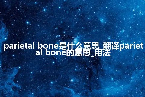parietal bone是什么意思_翻译parietal bone的意思_用法