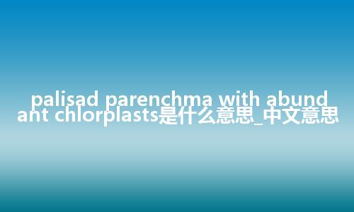palisad parenchma with abundant chlorplasts是什么意思_中文意思