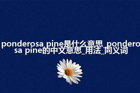 ponderosa pine是什么意思_ponderosa pine的中文意思_用法_同义词