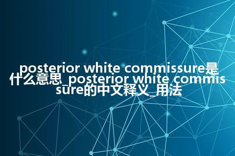 posterior white commissure是什么意思_posterior white commissure的中文释义_用法
