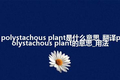 polystachous plant是什么意思_翻译polystachous plant的意思_用法