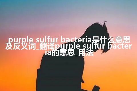 purple sulfur bacteria是什么意思及反义词_翻译purple sulfur bacteria的意思_用法