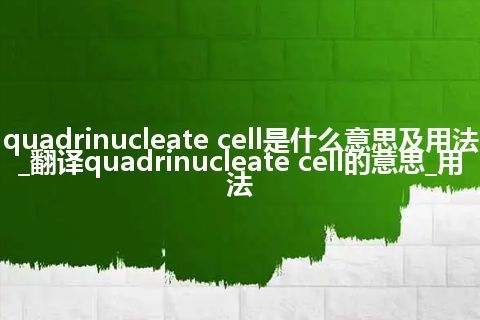 quadrinucleate cell是什么意思及用法_翻译quadrinucleate cell的意思_用法
