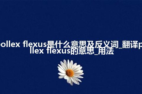 pollex flexus是什么意思及反义词_翻译pollex flexus的意思_用法