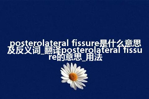 posterolateral fissure是什么意思及反义词_翻译posterolateral fissure的意思_用法