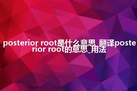 posterior root是什么意思_翻译posterior root的意思_用法