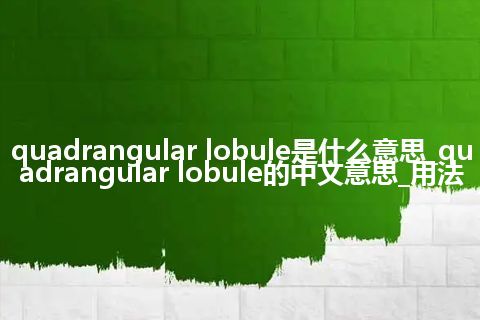 quadrangular lobule是什么意思_quadrangular lobule的中文意思_用法